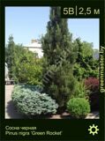 4-Сосна-черная-Pinus-nigra-‘Green-Rocket’