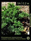 17-Можжевельник-горизонтальный-Juniperus-horizontalis-'Prince-of-Wales'