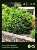 22-Ель-обыкновенная-Picea-abies-‘Pygmaea’