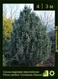 4-Сосна-кедровая-европейская-Pinus-cembra-‘Compacta-Glauca’