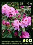 Рододендрон-якушиманский-Rhododendron-yakushimanum-‘Ernest-Inman’