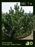 8-Сосна-черная-Pinus-nigra-‘Oregon-Green’