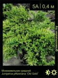 8-Можжевельник-средний-Juniperus-pfitzeriana-‘Old-Gold’