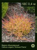 Вереск-обыкновенный-Calluna-vulgaris-‘Wickwar-Flame’
