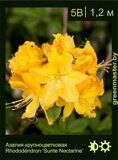 17 Азалия крупноцветковая Rhododendron ‘Sunte Nectarine’