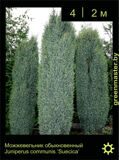17-Можжевельник-обыкновенный-Juniperus-communis-‘Suecica’