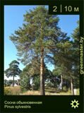 1-Сосна-обыкновенная-Pinus-sylvestris