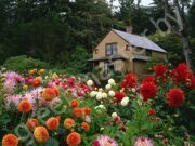 Garden House and Dahlias, Shore Acres State Park, Oregon