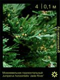 13-Можжевельник-горизонтальный-Juniperus-horizontalis-‘Jade-River’1