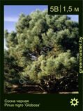 3-Сосна-черная-Pinus-nigra-‘Globosa’