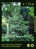 1-Ель-сизая-Picea-glauca