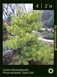 6-Сосна-обыкновенная-Pinus-sylvestris-‘Gold-Coin’
