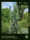 4-Сосна-обыкновенная-Pinus-sylvestris-‘Fastigiata’