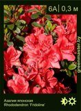 Азалия японская Rhododendron ‘Fridoline’