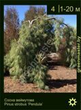 13-Сосна-веймутова,-Pinus-strobus-‘Pendula’