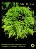 14-Можжевельник-горизонтальный-Juniperus-horizontalis-‘Limeglow’