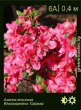 Азалия японская Rhododendron ‘Gislinde’