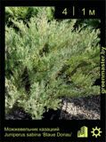 2-Можжевельник-казацкий-Juniperus-sabina-‘Blaue-Donau’