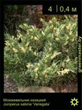 8-Можжевельник-казацкий-Juniperus-sabina-‘Variegata’
