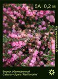 Вереск-обыкновенный-Calluna-vulgaris-‘Red-favorite’