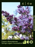 Сирень-обыкновенная-Syringa-vulgaris-‘Aucubaefolia’