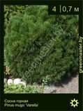 21-Сосна-горная-Pinus-mugo-‘Varella’