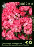 Рододендрон-якушиманский-Rhododendron-yakushimanum-‘Daniela’