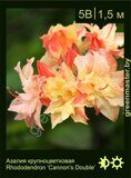 Азалия крупноцветковая Rhododendron ‘Cannon’s Double’