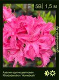 Азалия крупноцветковая Rhododendron ‘Homebush’