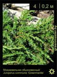7-Можжевельник-обыкновенный-Juniperus-communis-‘Greenmantle’1