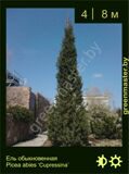 7-Ель-обыкновенная--Picea-abies-‘Cupressina’
