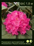Рододендрон крупноцветковый Rhododendron ‘Pearce's American Beauty’