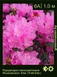 Рододендрон мелкоцветковый Rhododendron ‘Elite’