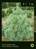 14-Сосна-веймутова-Pinus-strobus-‘Radiata’