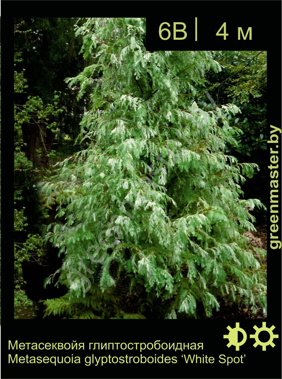 Metasequoia Glyptostroboides White Spot