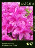 Азалия японская Rhododendron ‘Orlice’