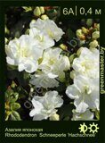 Азалия японская Rhododendron  Schneeperle ‘Hachschnee’