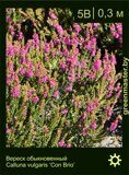 Вереск-обыкновенный-Calluna-vulgaris-‘Con-Brio’