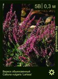 Вереск-обыкновенный-Calluna-vulgaris-‘Larissa’