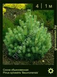 3-Сосна-обыкновенная-Pinus-sylvestris-‘Beuvronensis’