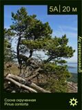 6-Сосна-скрученная-Pinus-contorta