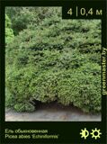 8-Ель обыкновенная-Picea-abies-‘Echiniformis’