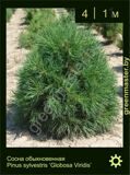 5-Сосна-обыкновенная-Pinus-sylvestris-‘Globosa-Viridis’