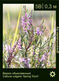 Вереск-обыкновенный-Calluna-vulgaris-‘Spring-Torch’