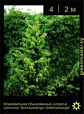 14-Можжевельник-обыкновенный-Juniperus--communis-‘Schneverdinger-Goldmachangel’