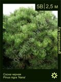 7-Сосна-черная-Pinus-nigra-‘Nana’