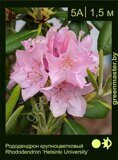 Рододендрон крупноцветковый Rhododendron ‘Helsinki University’