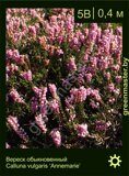 Вереск-обыкновенный-Calluna-vulgaris-‘Annemarie’