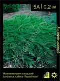 3-Можжевельник-казацкий-Juniperus-sabina-‘Broadmoor’