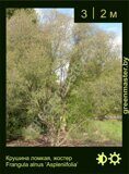 Крушина-ломкая,-жостер-Frangula-alnus-‘Aspleniifolia’